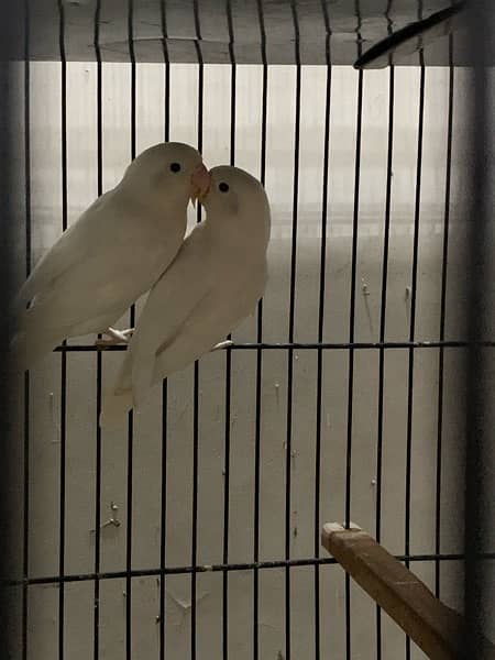 LOVE BIRDS WITH CAGE 14