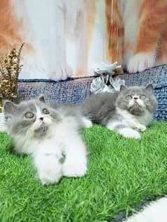 pure Persian piki face kittens gray white pair