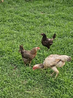 Chicks Aseel  Golden missri hen All setup for sale