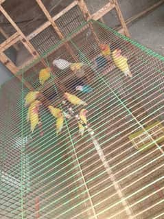 Lovebird chicks pathy for sale home breed