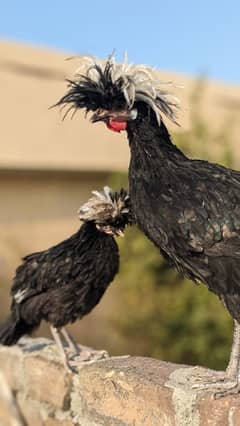 Black polish pair