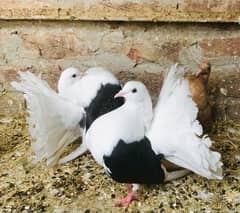 Black saddle English fantail chiks pair