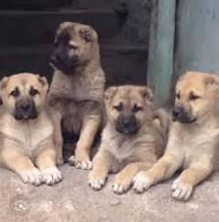 king Kurdish kangal 3 male for sale sequrty dogs