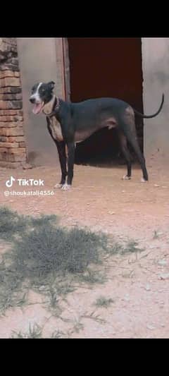 Katha gultair dog