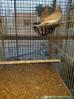 Red & silver dove breeder setup for sale