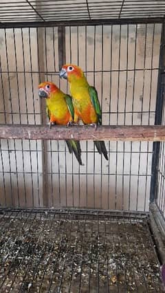 Sun Conure Patthey for sale