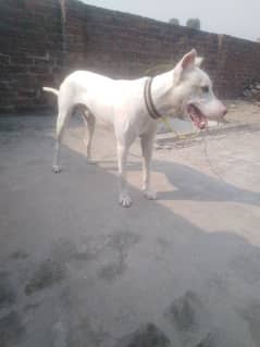 pyur guiltar top qoulti full garanti wala dog