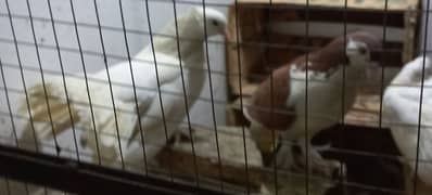 Fancy Pigeons for Sale