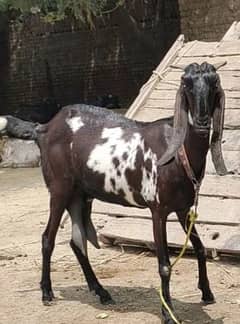 Two goats Nagra+Makhi cheeni with male 3.5 month