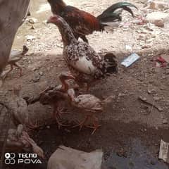 Java aseel murga with murgi and 5 chicks