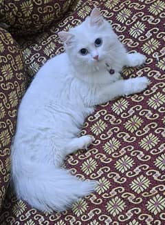 White Triple coat blue eyes Persian 4 cats.