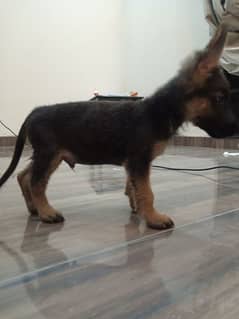 German Shepherd stock coat male puppy