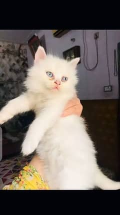 Pure persion white kitten