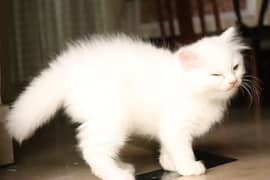 Persian Kitten Tripple coated | Female | Trained | Healthy