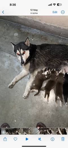 Siberian husky breeder female 0309-8283322