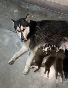 siberian husky female breeder 0309-8283322