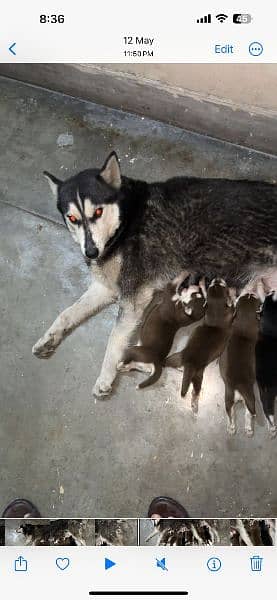 siberian husky female breeder 0309-8283322 2