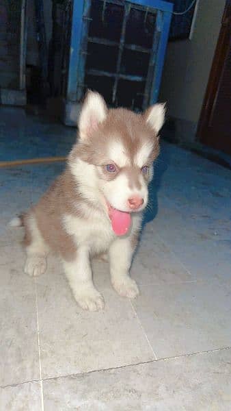 siberian husky female breeder 0309-8283322 3