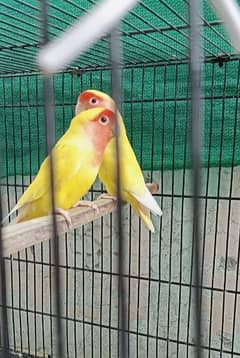 Lovebird Latino Red eyes