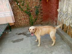 labrador