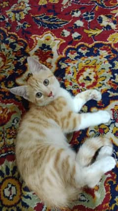 Double Coat Persian Cat