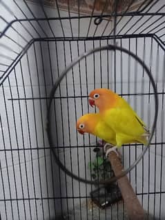 lovebirds