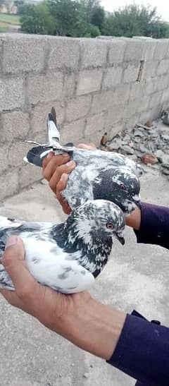 pigeon for sale