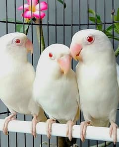 Albino Red Eyes Lovebirds | Adult | Homebreed | Close ring