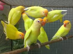 Creamino & Decino lovebirds | Home Breed | Adult