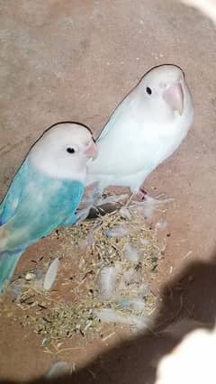 love birds pairs 0