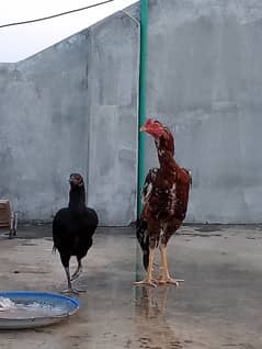 Aseel hens pair