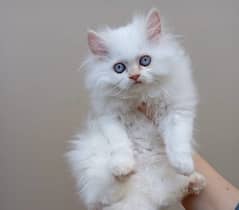 Persian Kittens / Kittens for sale/blue eyes / 4 coated /kittens