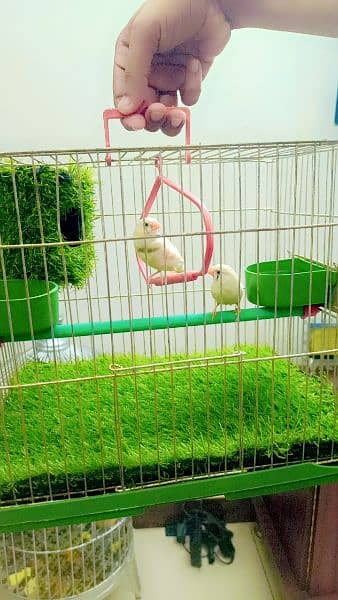 Finches Pair With Fancy Cage 0