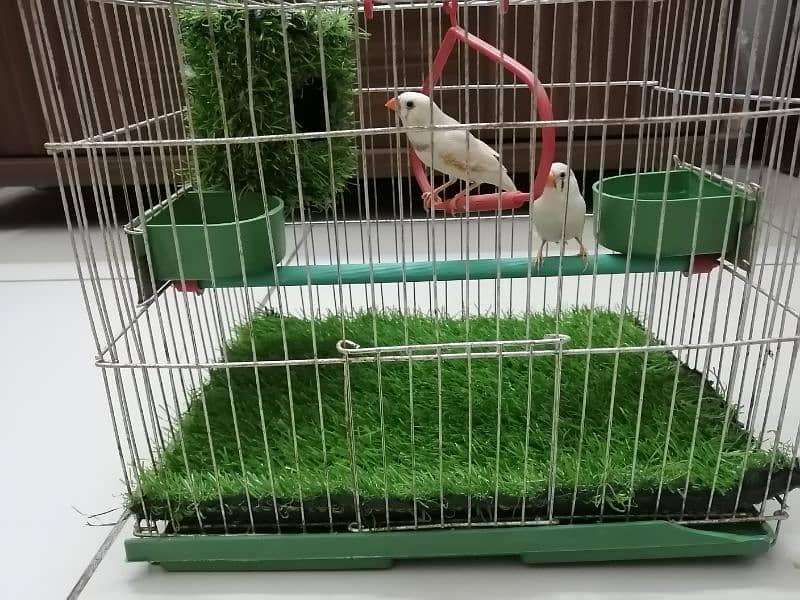 Finches Pair With Fancy Cage 1