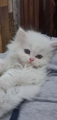 Persian kitten - long heavy furr - triple coated - Female