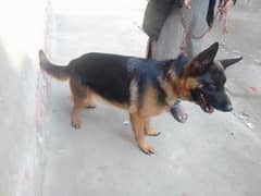 German shepherd female