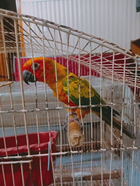 sun conure 4