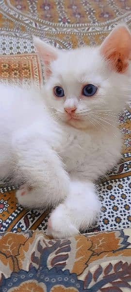 Persian Kitten 4