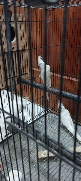 A pair of cocktail eno and single male cocktail eno for sale 3