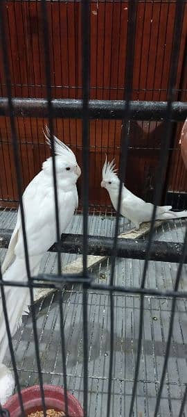 A pair of cocktail eno and single male cocktail eno for sale 9