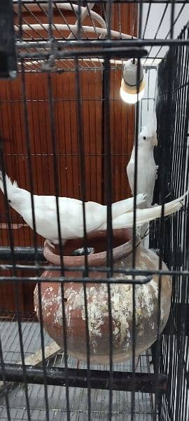 A pair of cocktail eno and single male cocktail eno for sale 11