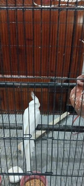 A pair of cocktail eno and single male cocktail eno for sale 13