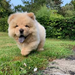 chow chow puppies 03700502245