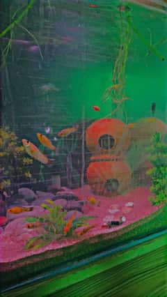 different fish & aquarium available for sell