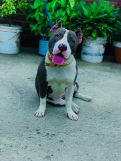 American bully female