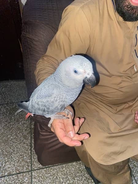 grey parrot 1