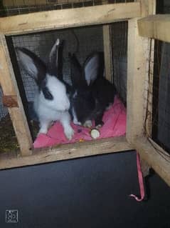 rabbit for sale 1jori