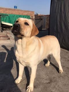 labrador