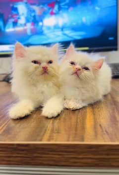 persian Male Female kittens Doll face, Punch Face available