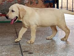 British Labrador Female pedigree 03134111831